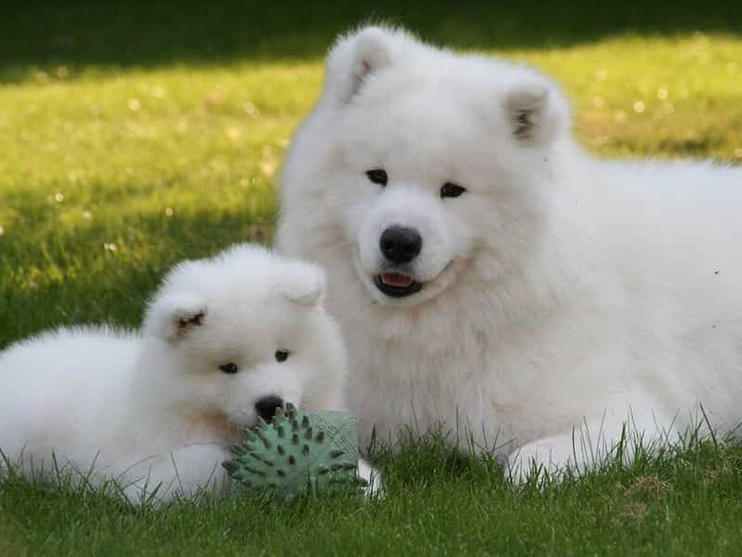 Chó lông xù Samoyed