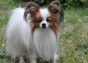 Chó lông xù Papillon