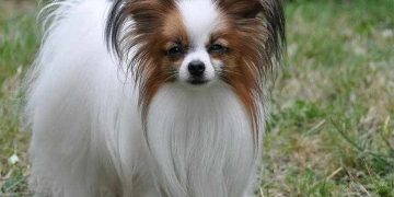 Chó lông xù Papillon