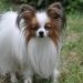 Chó lông xù Papillon
