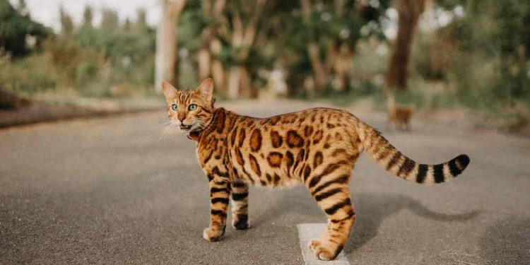 Giống Mèo Bengal: Các Đặc Điểm Nhận Dạng và Phân Loại