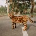 Giống Mèo Bengal: Các Đặc Điểm Nhận Dạng và Phân Loại