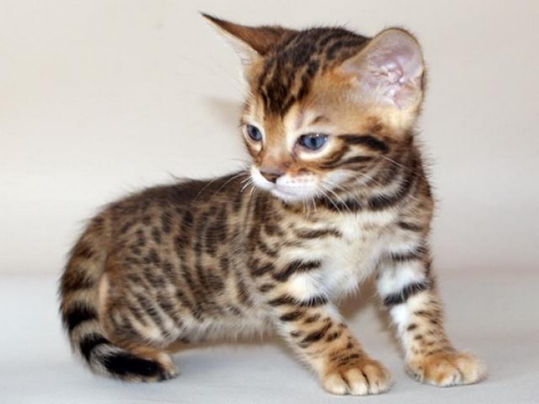 Yếu Tố Ảnh Hưởng Đến Giá Mèo Bengal