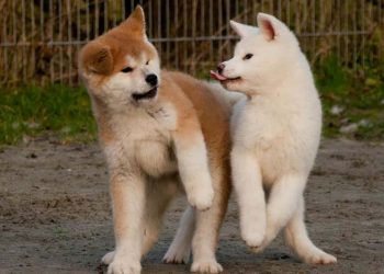 Cách giúp Akita của bạn phát triển tính cách tốt nhất