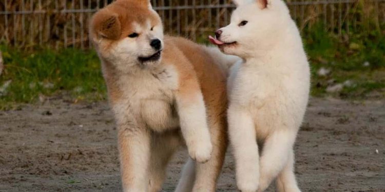 Cách giúp Akita của bạn phát triển tính cách tốt nhất