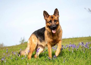 Cách chăm sóc sức khỏe của chó chăn cừu Đức