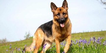 Cách chăm sóc sức khỏe của chó chăn cừu Đức