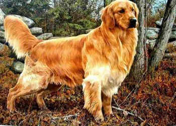 Cách chọn thức ăn tốt nhất cho chó Golden