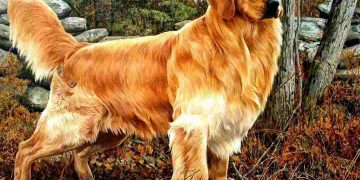 Cách chọn thức ăn tốt nhất cho chó Golden