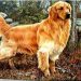 Cách chọn thức ăn tốt nhất cho chó Golden