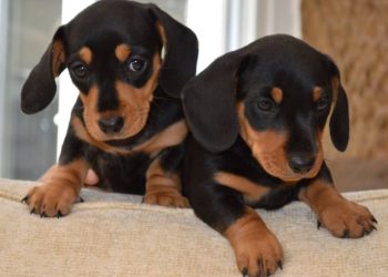 Cách nuôi chó Lạp Xưởng con