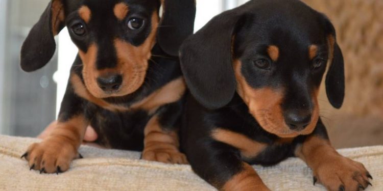 Cách nuôi chó Lạp Xưởng con