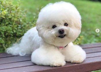 Cách vệ sinh lông xù để giúp chó của bạn giữ sạch sẽ