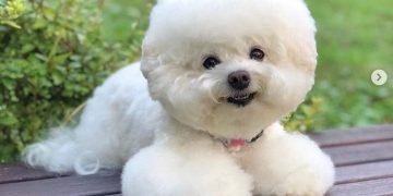 Cách vệ sinh lông xù để giúp chó của bạn giữ sạch sẽ