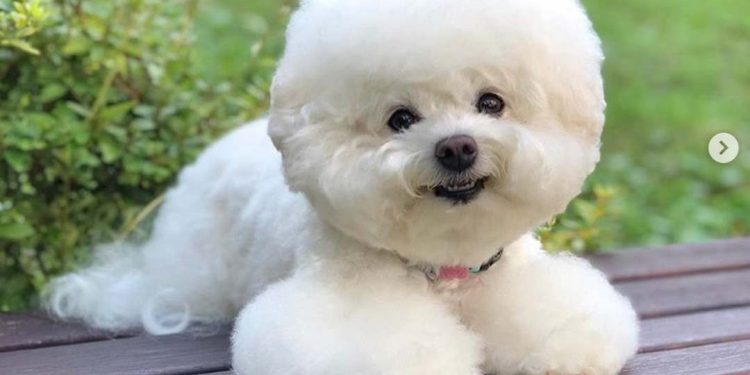 Cách vệ sinh lông xù để giúp chó của bạn giữ sạch sẽ