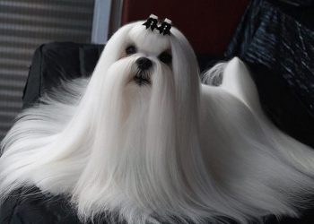 Cách chọn thức ăn tốt nhất cho Chó Maltese