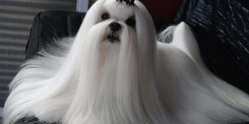 Cách chọn thức ăn tốt nhất cho Chó Maltese