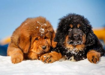 Cách giúp chó ngao tây tạng thoải mái và an toàn