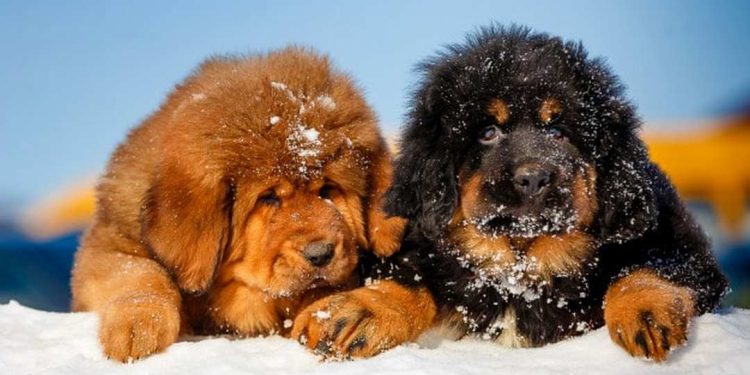 Cách giúp chó ngao tây tạng thoải mái và an toàn