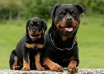 Cách chăm sóc chó Rottweiler 