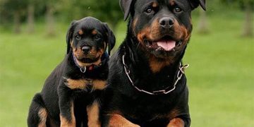 Cách chăm sóc chó Rottweiler 