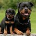 Cách chăm sóc chó Rottweiler 