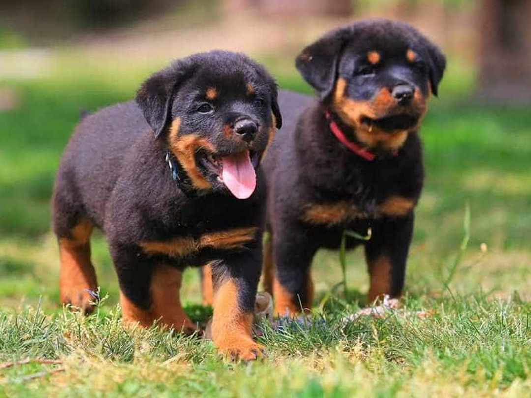 Cách giúp Rottweiler thích nghi với môi trường xung quanh