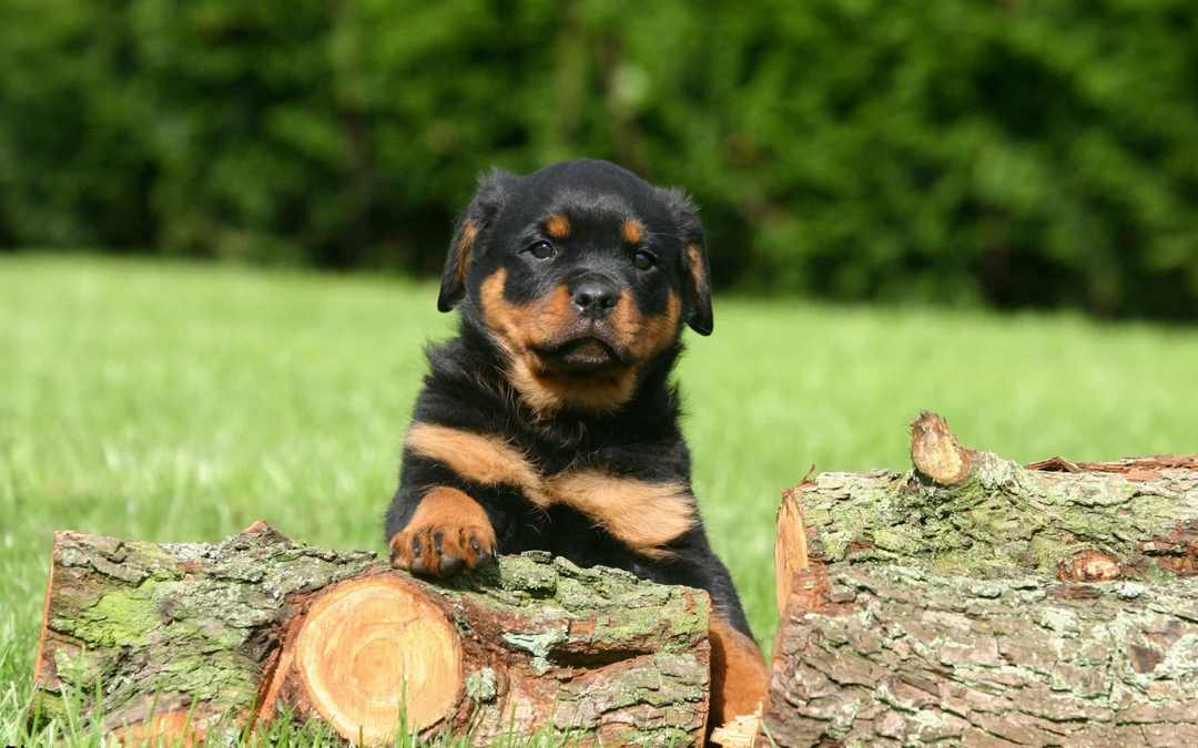 Cách giúp Rottweiler thoải mái và an toàn trong môi trường xung quanh