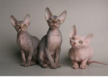 Cách giúp mèo Ai Cập của bạn phát triển tính cách tốt