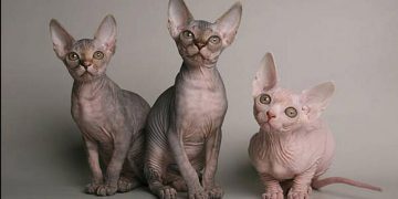 Cách giúp mèo Ai Cập của bạn phát triển tính cách tốt