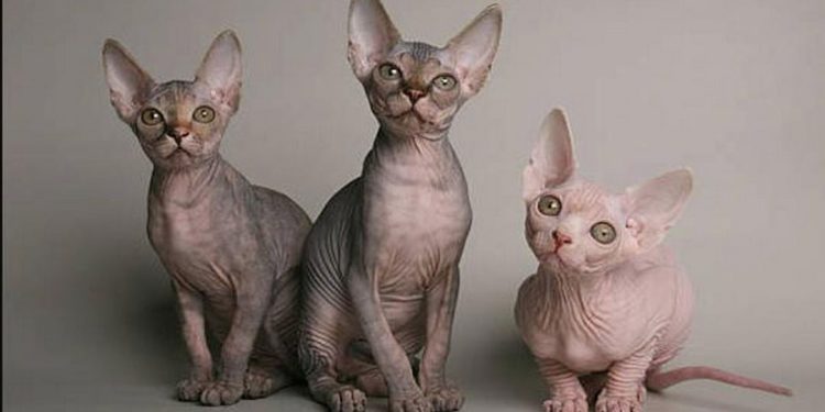 Cách giúp mèo Ai Cập của bạn phát triển tính cách tốt