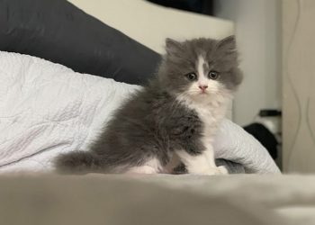 Cách chăm sóc mèo Anh lông dài