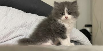 Cách chăm sóc mèo Anh lông dài