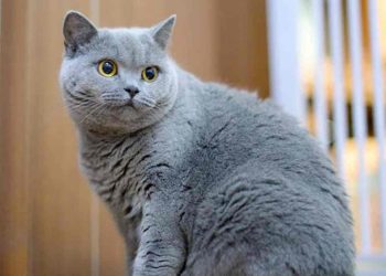 Cách chăm sóc lông mèo anh lông ngắn