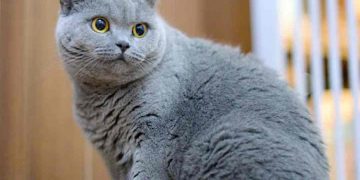 Cách chăm sóc lông mèo anh lông ngắn