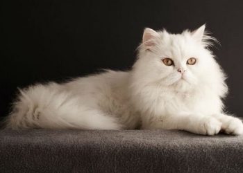 Cách chọn thức ăn cho mèo ba tư của bạn