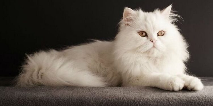 Cách chọn thức ăn cho mèo ba tư của bạn