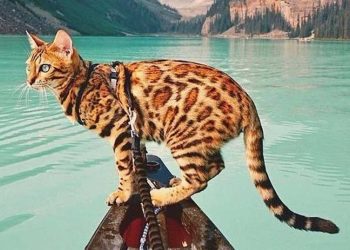 Cách chọn thức ăn cho mèo Bengal