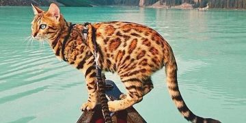 Cách chọn thức ăn cho mèo Bengal