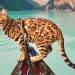 Cách chọn thức ăn cho mèo Bengal