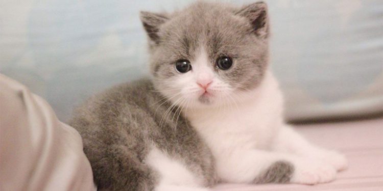 Cách chọn thức ăn tốt nhất cho mèo Munchkin