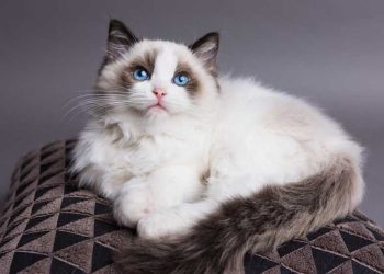 Cách chọn thức ăn tốt nhất cho mèo Ragdoll