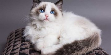 Cách chọn thức ăn tốt nhất cho mèo Ragdoll