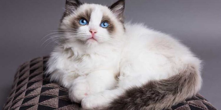 Cách chọn thức ăn tốt nhất cho mèo Ragdoll