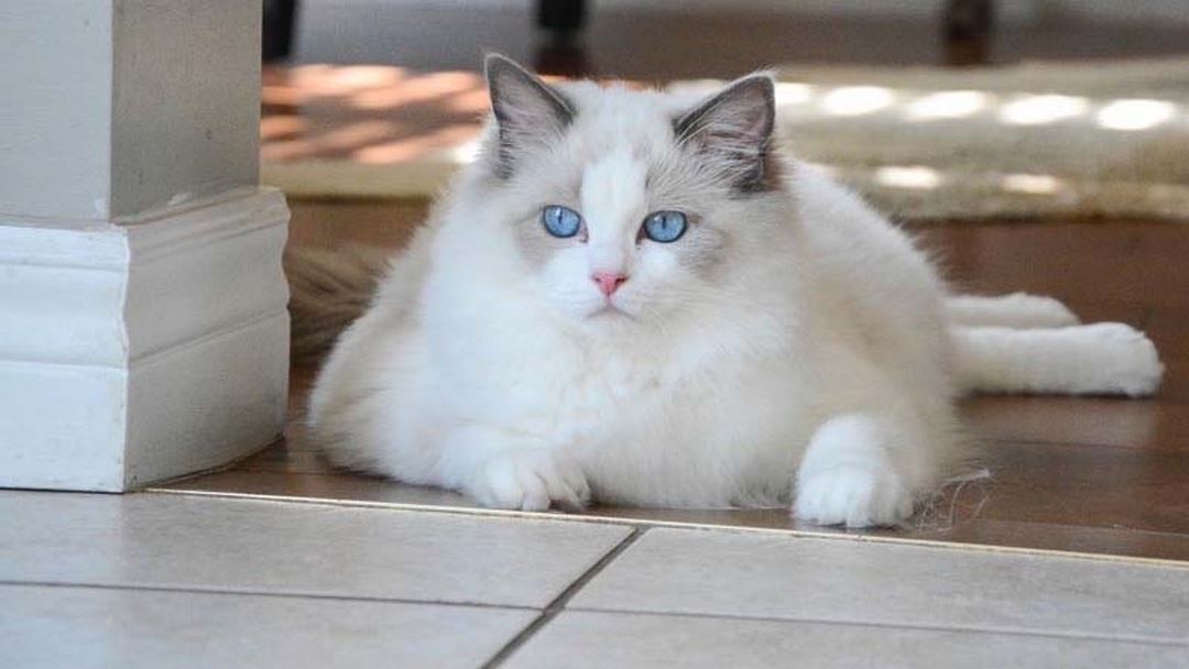 Cách giúp mèo Ragdoll phát triển tốt nhất