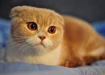 Cách chăm sóc răng và miệng của mèo tai cụp