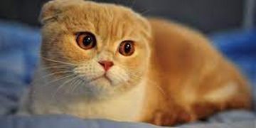 Cách chăm sóc răng và miệng của mèo tai cụp