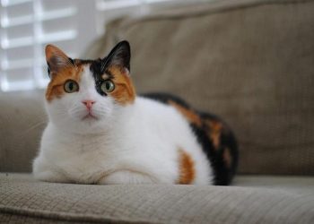 Cách chọn thức ăn tốt nhất cho mèo tam thể