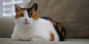 Cách chọn thức ăn tốt nhất cho mèo tam thể