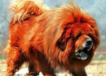 Cách chọn loài chó Ngao Tây Tạng phù hợp với bạn